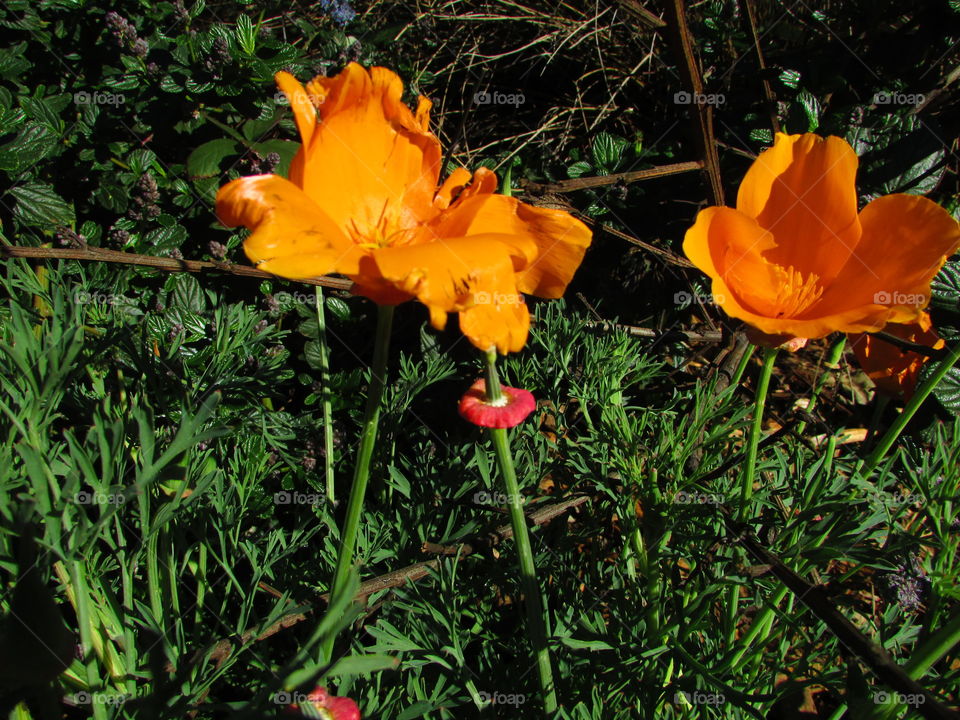 California Poppy