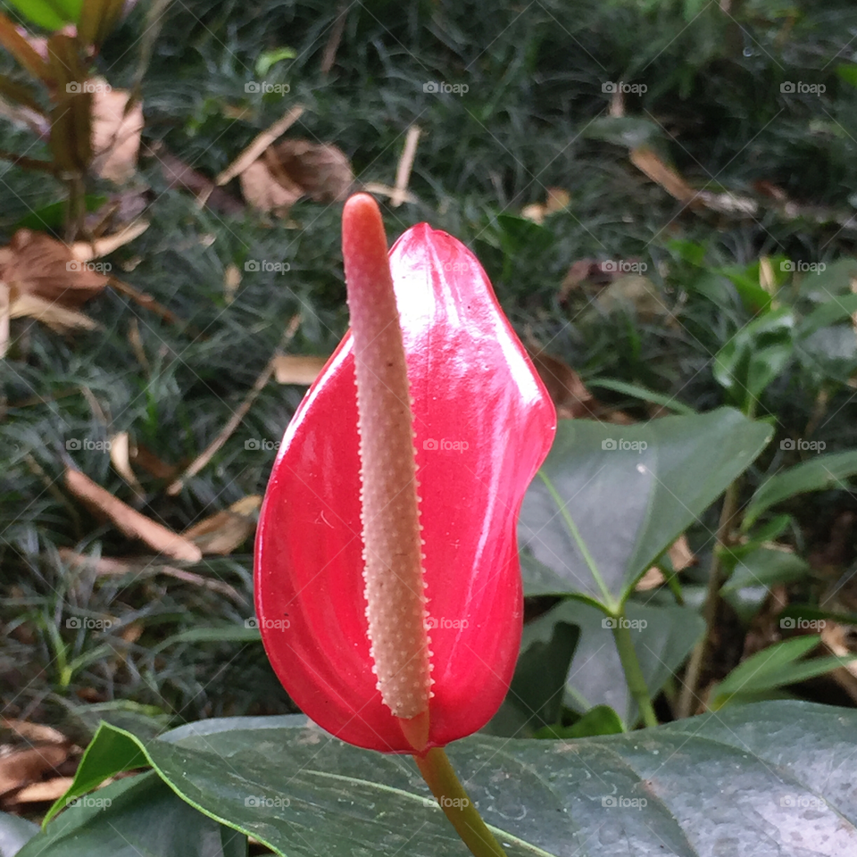 Flamingo flower