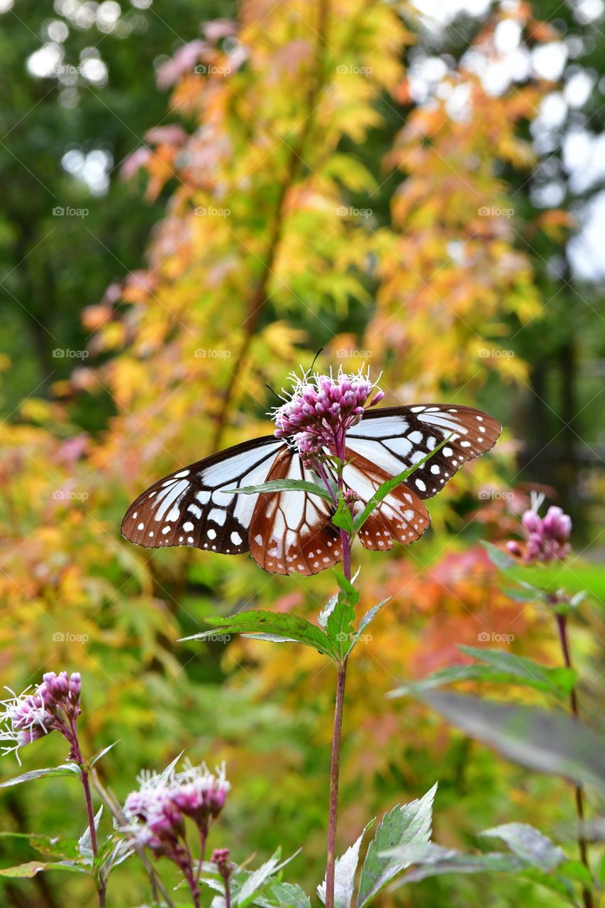 Beautiful butterfly on the flower