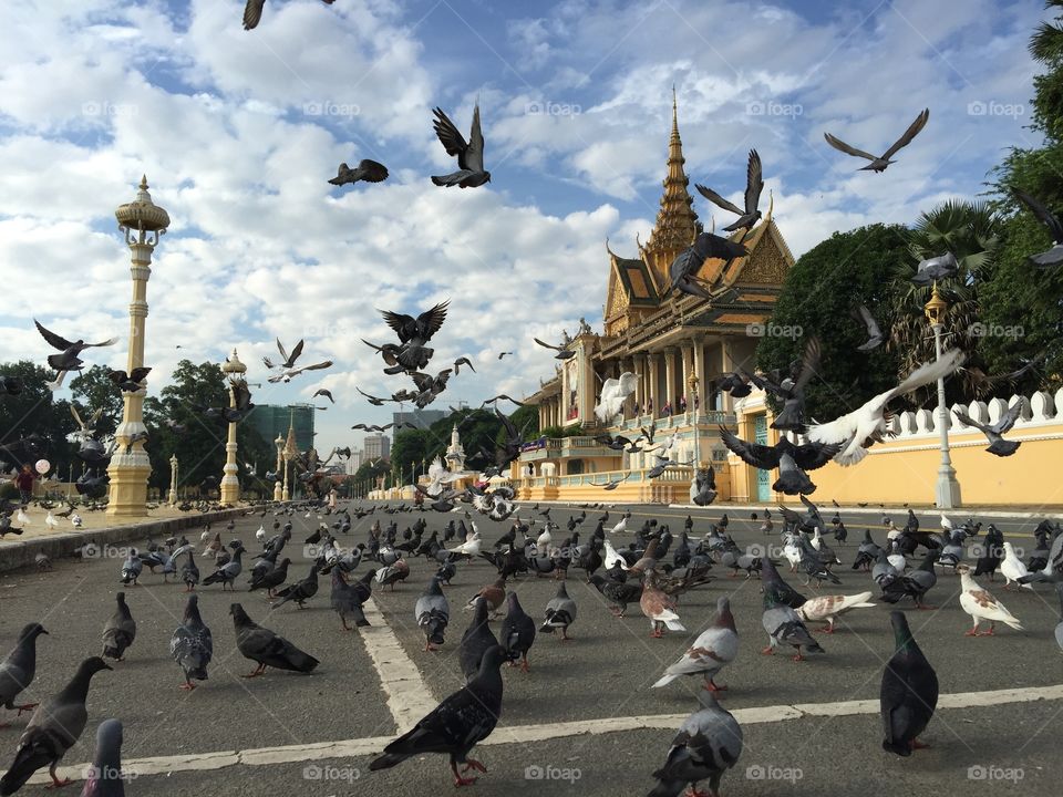 Pigeon and Royal Palace Cambodia 
Wonderful morning 