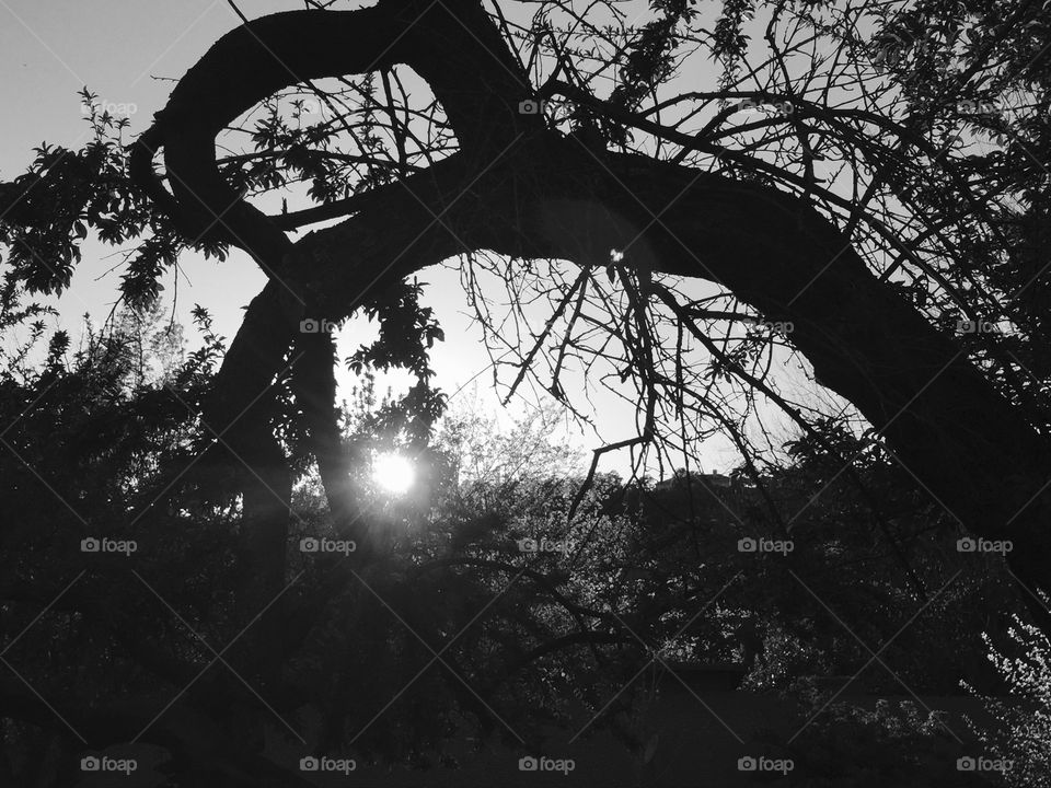 Sun and tree silhouette monochrome