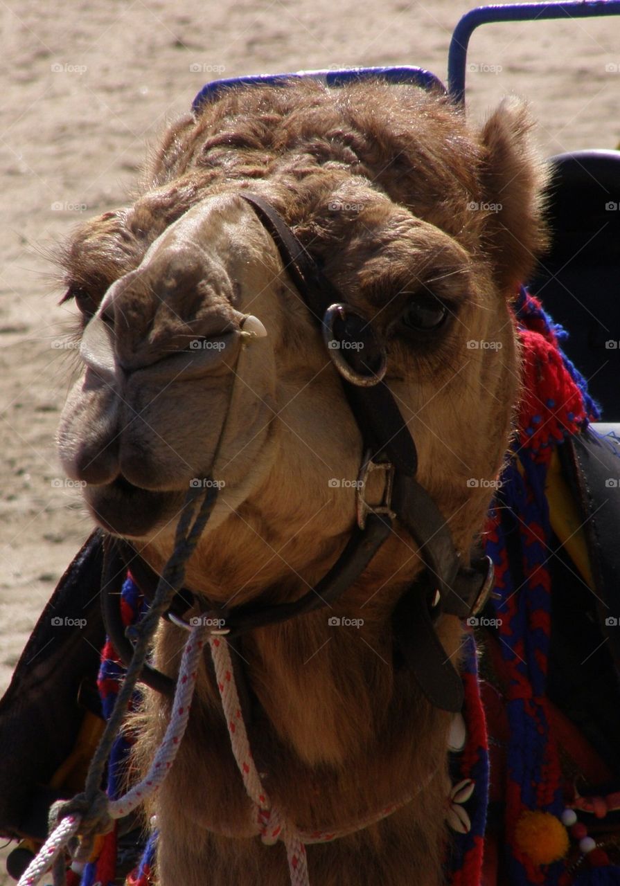 Portrait of a camel