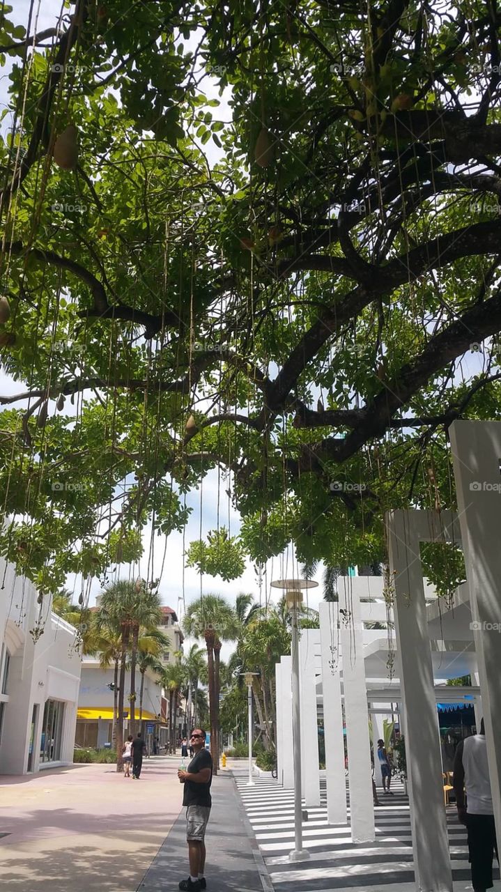 tree/hanging/tropical/sun