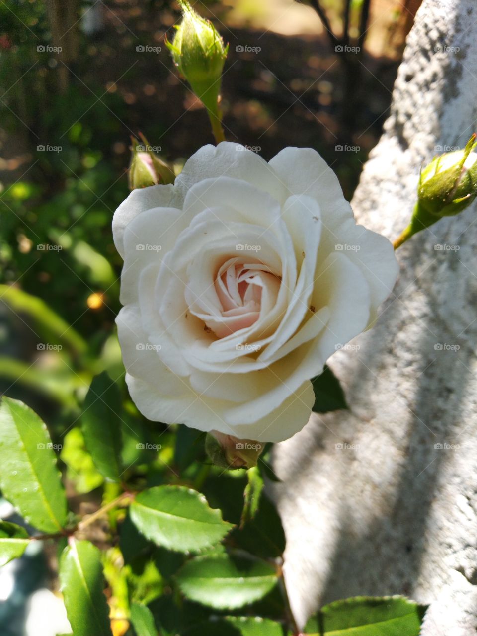 Rosa  Flor Branca