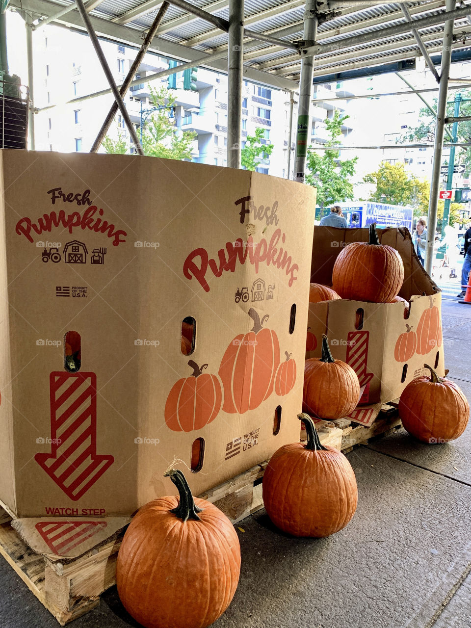 Fresh pumpkins outside and inside the big boxes. With the background of building, scaffolding and people walking.