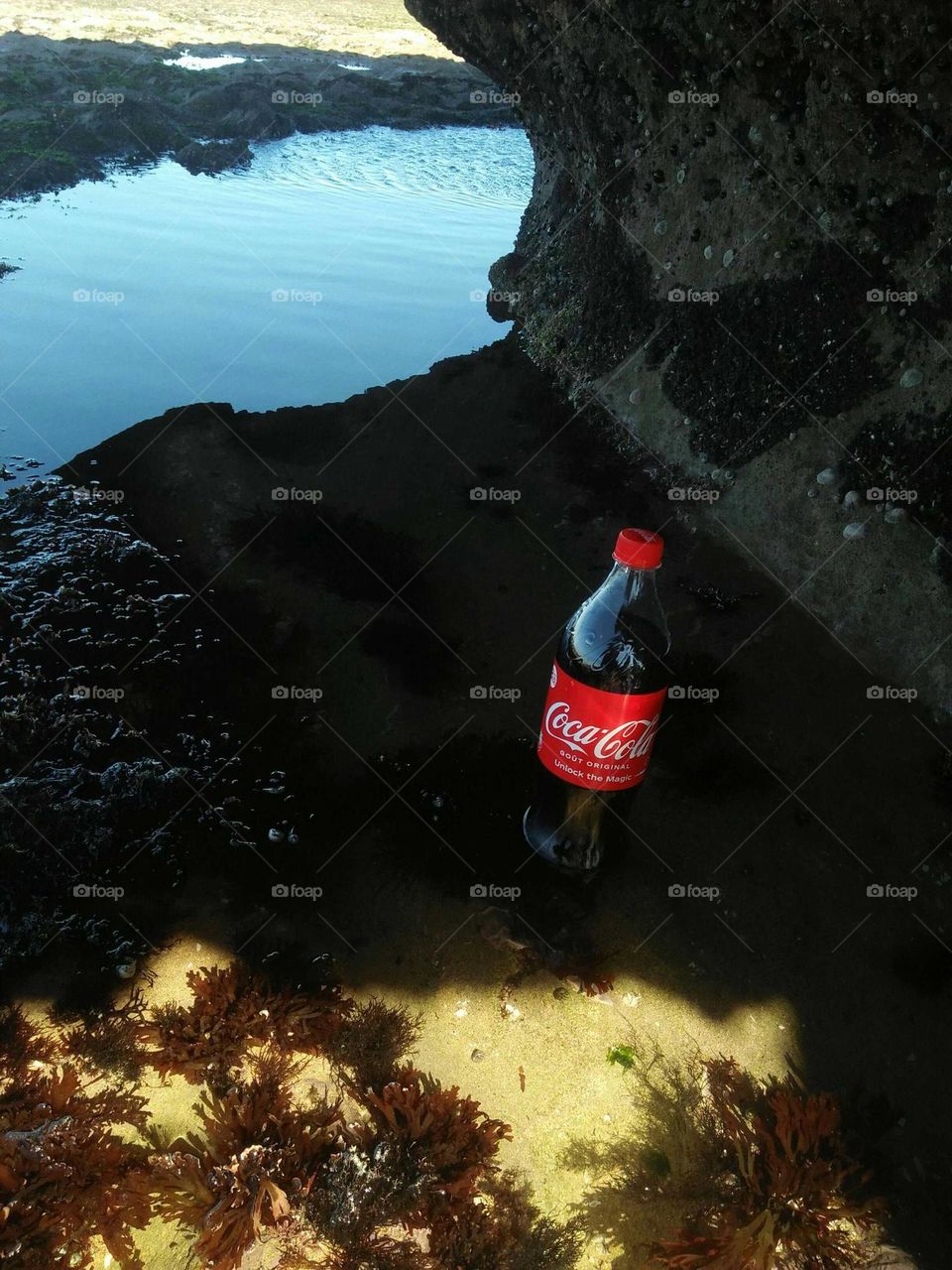 Sweety Cocacola and magic nature near the sea at essaouira city in Morocco.