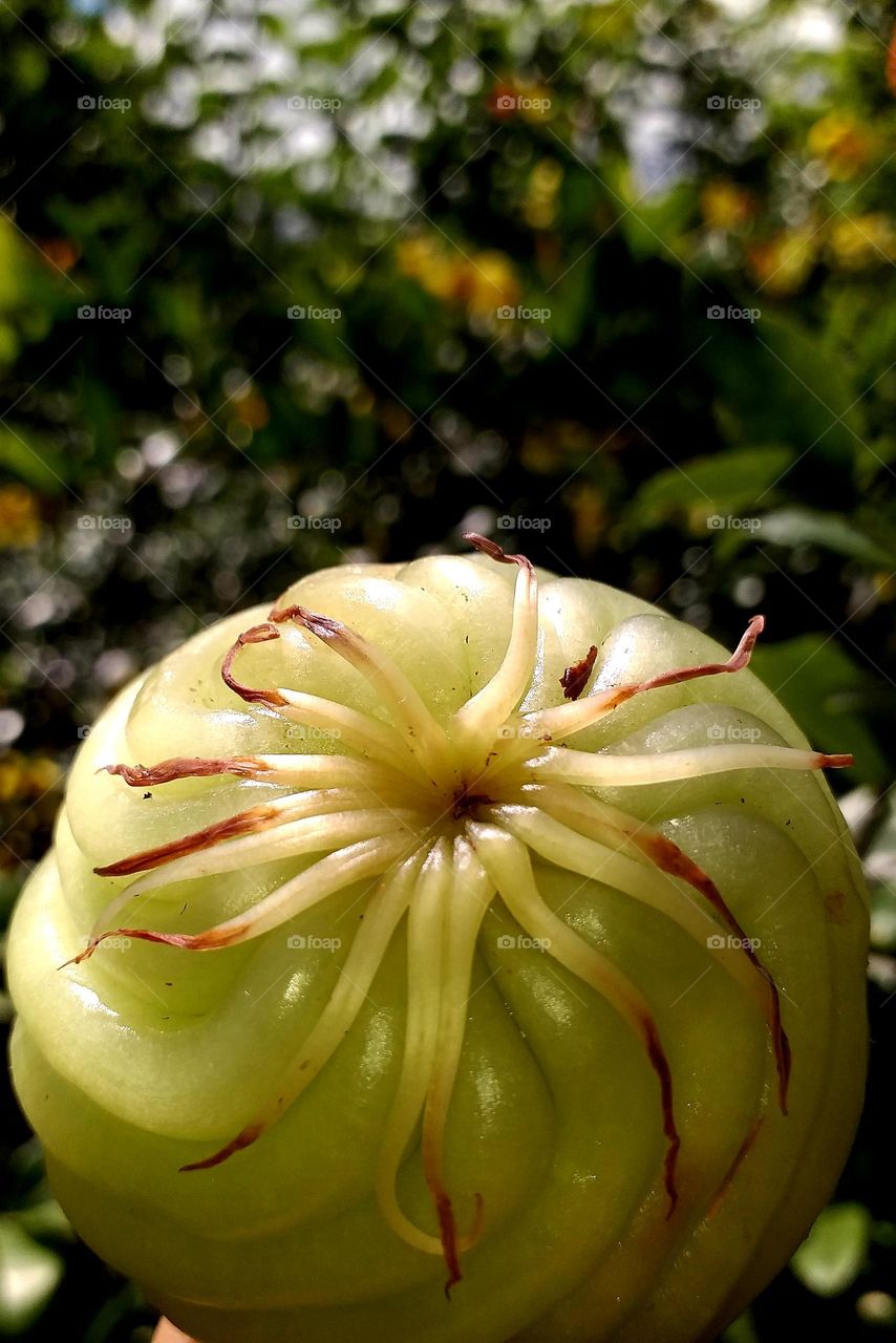 Philippine Dillena Fruit