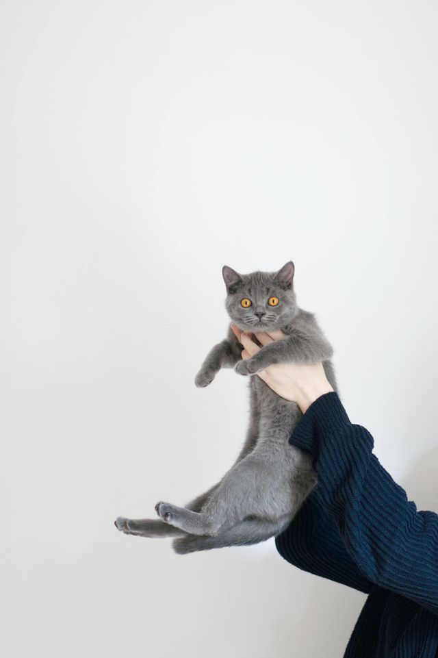 amazing cat