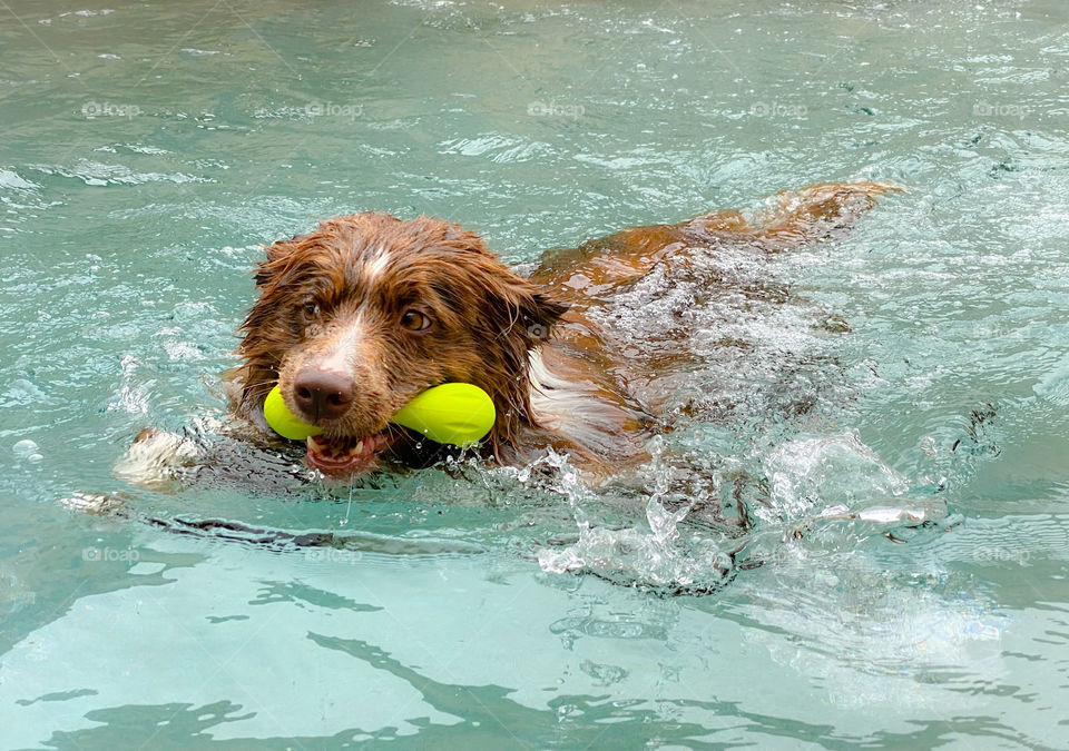 Border collie splashing in a swimming pool 
