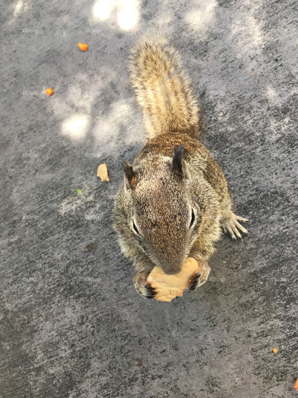 Hungry squirrel!