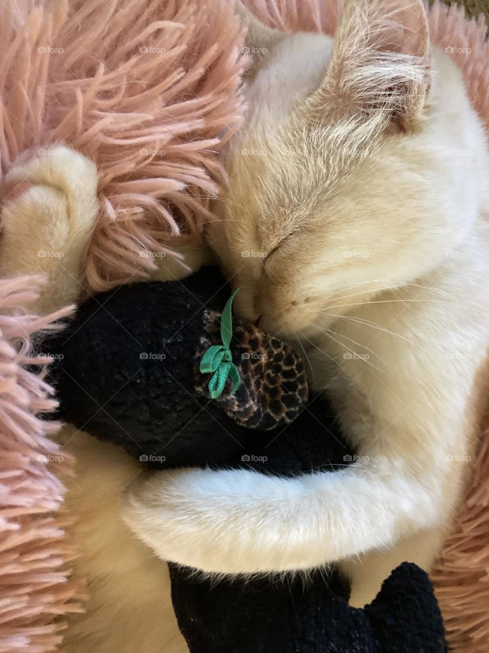 Kitten Snuggles her Stuffed Puppy 