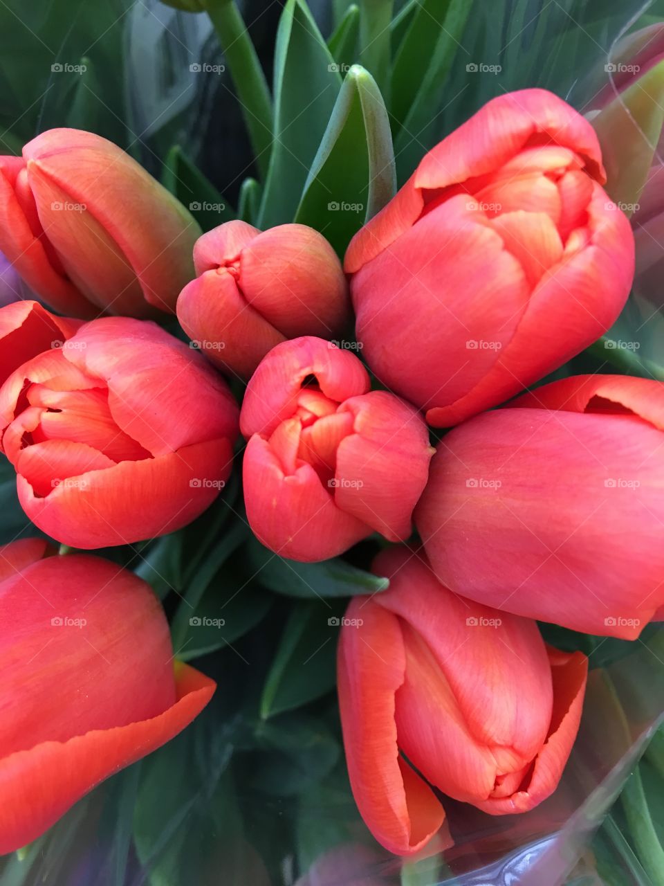Orange tulips 