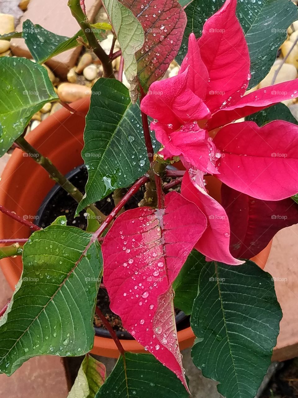 Rain on poinsettia plant