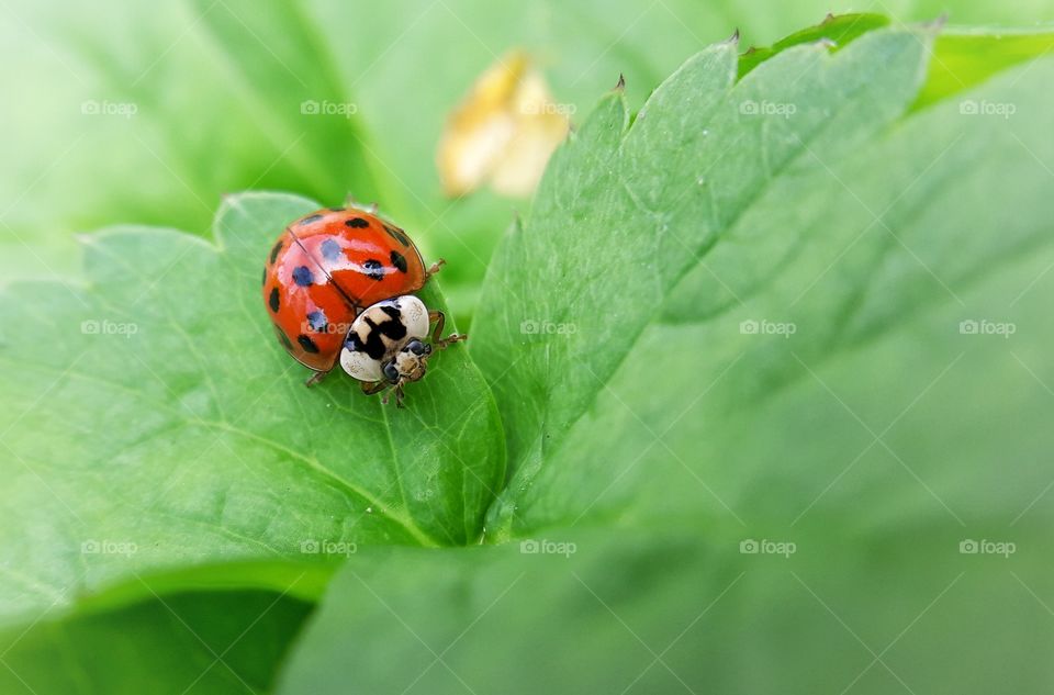 Ladybug is sitting on the leaf
