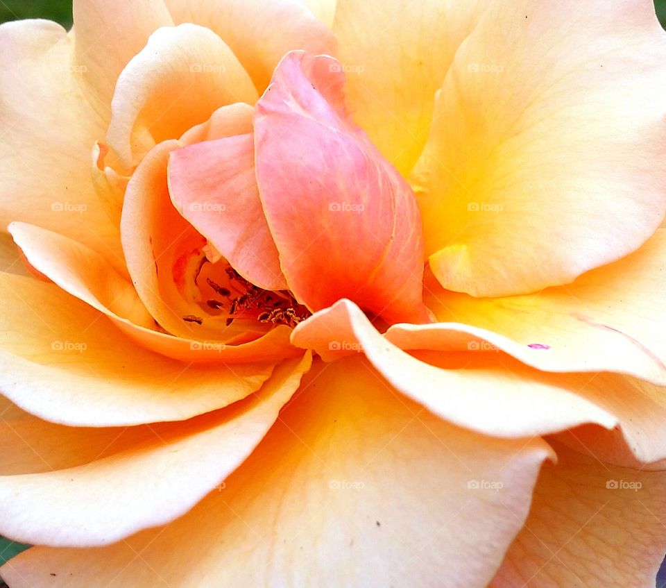 Rose Closeup. Light colored rose closeup.