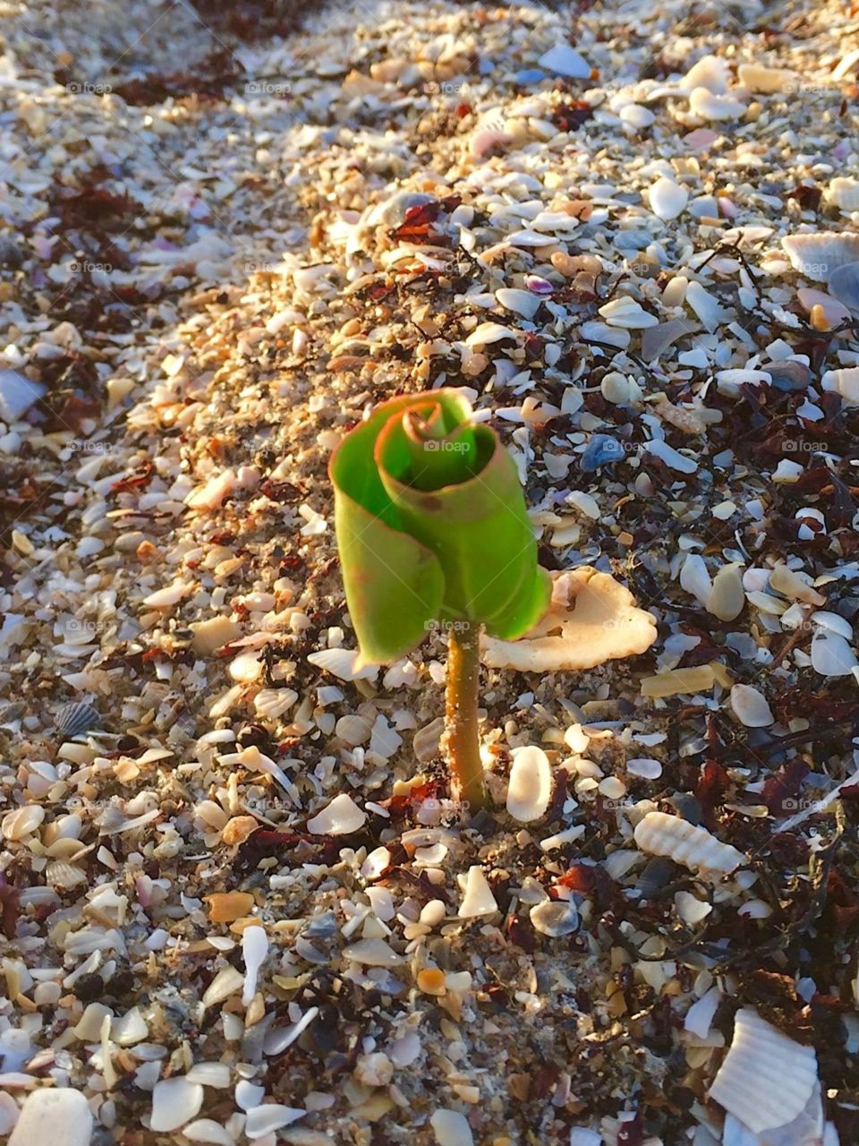 Life goes on. New growth at the beach. 
