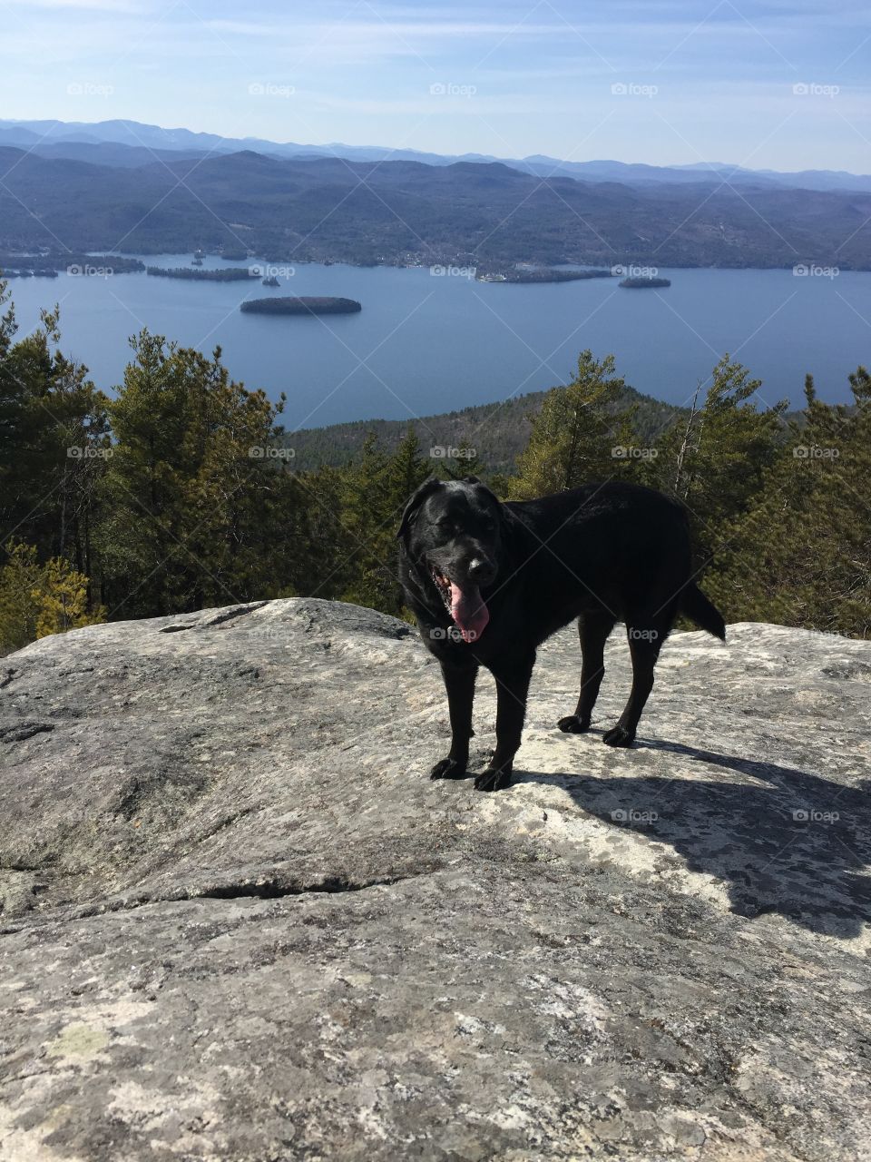 Dog on Buck mountain 