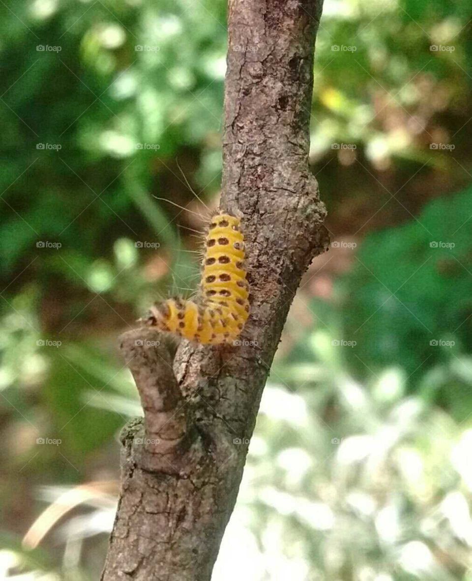 Little yellow inch worm