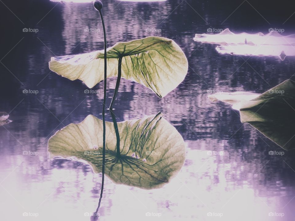 lotus leaf reflecting water