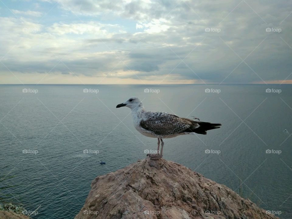 Seagull on a cliff above the sea