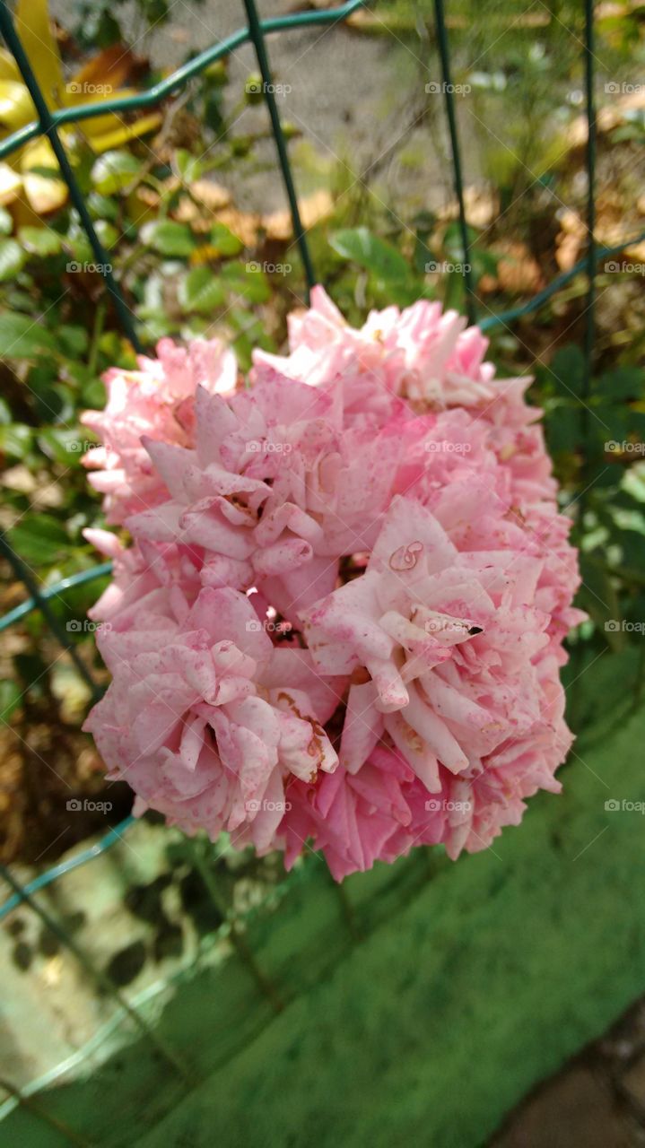 bouquet de rosas bradileiras