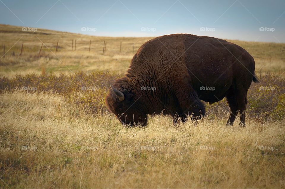 A Bison grazing along a hillside in the National Bison Range. 