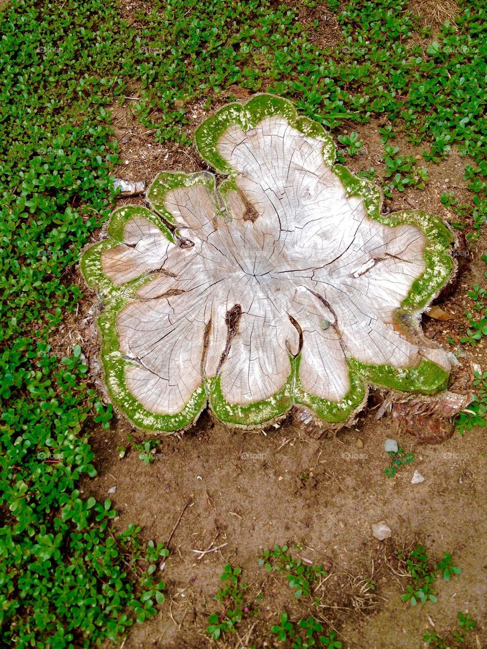 Cypress tree stump