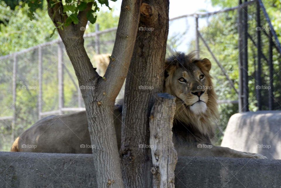 African Lion at the Louisville Zoo
