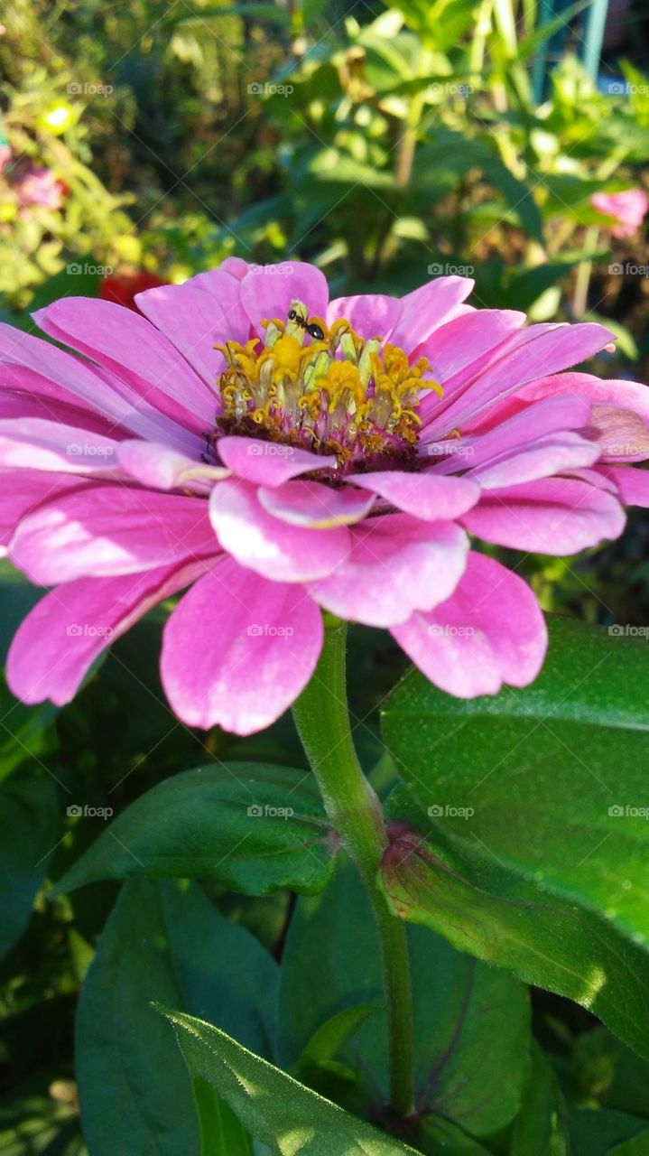 Flower, Nature, Garden, Flora, Summer