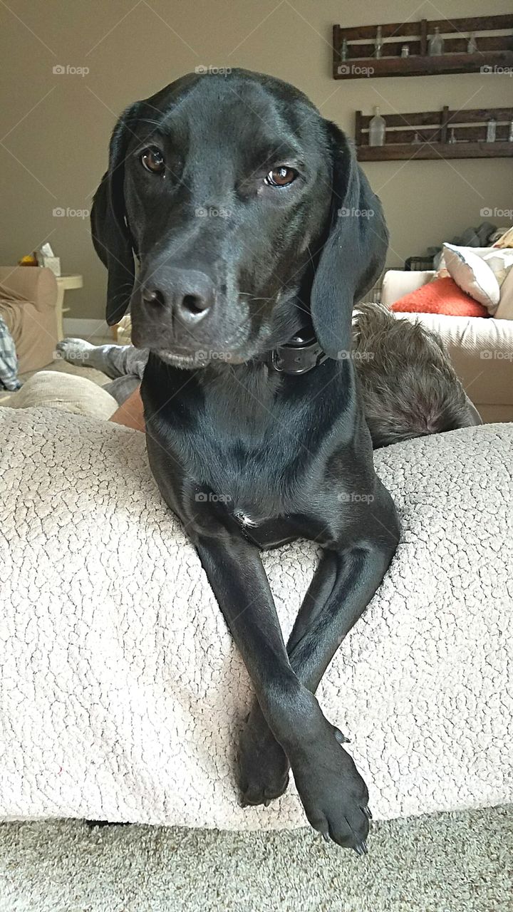 one year old black labrador posing