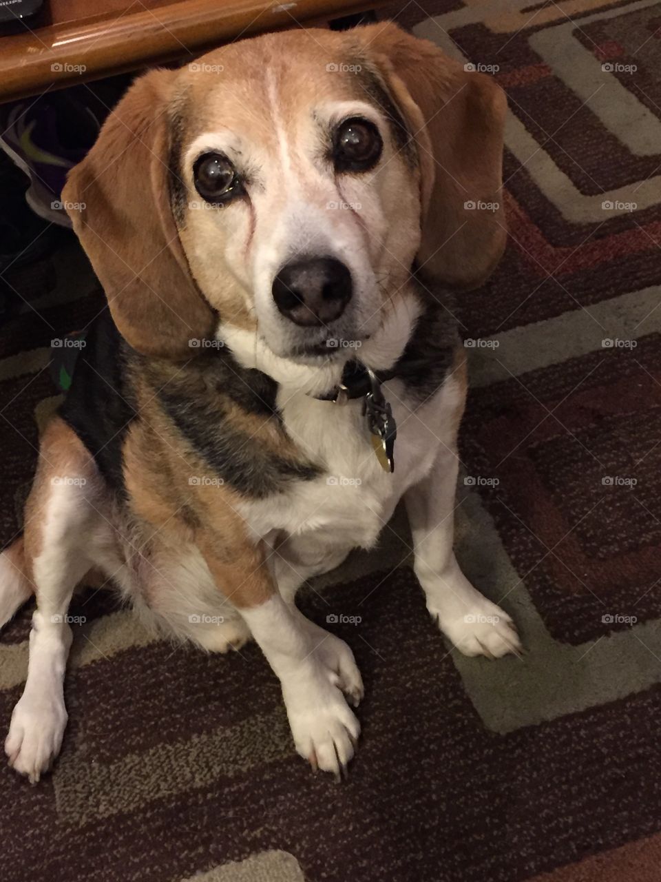 Cute old beagle