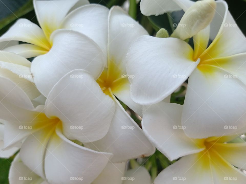 Beautiful Plumeria Flowers