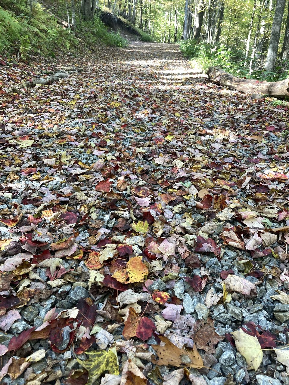 Autumn leaves along a path
