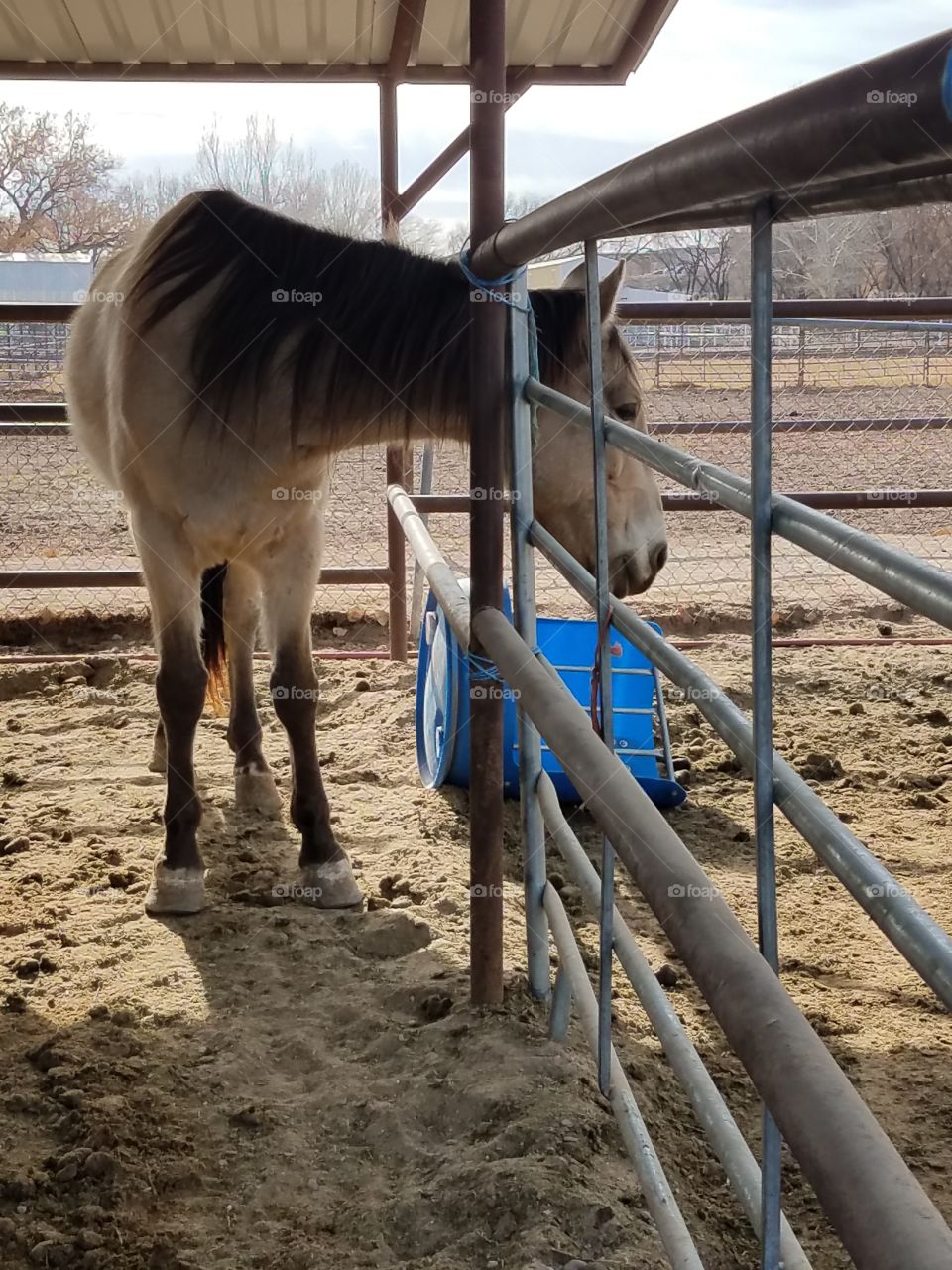 Horse Peaking Over the Other Side