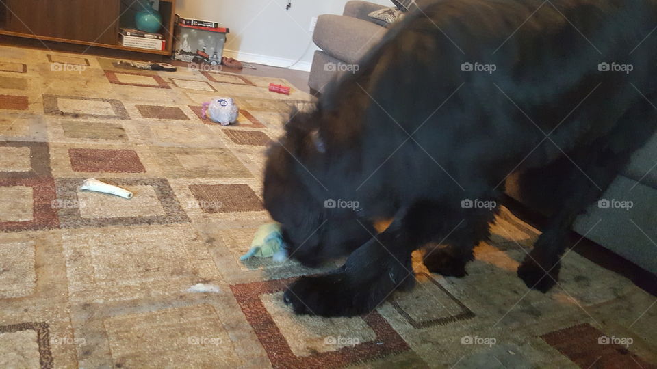 No Person, Mammal, One, Indoors, People