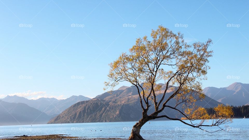 Famous Wanaka tree