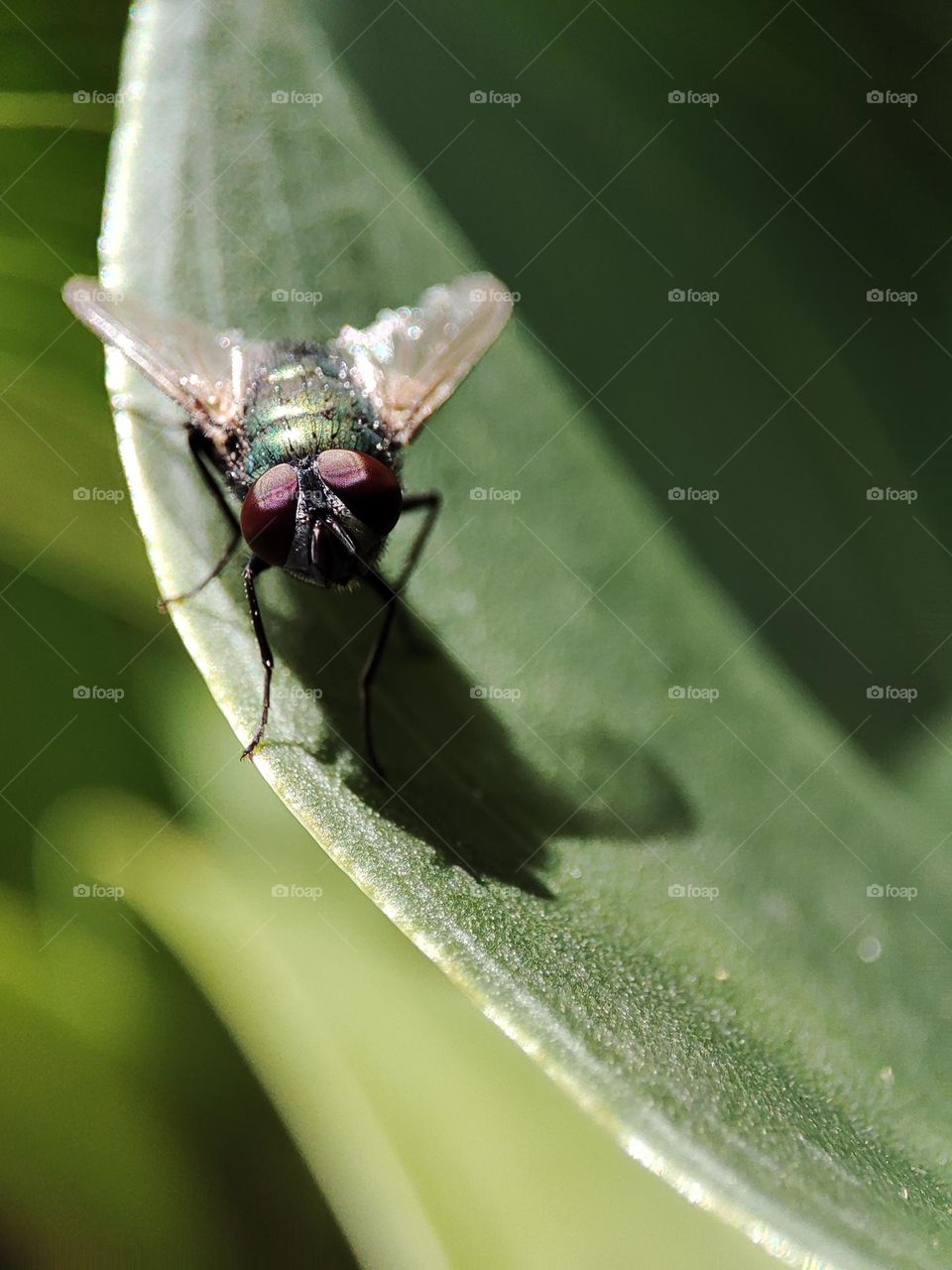 A fly on a plant