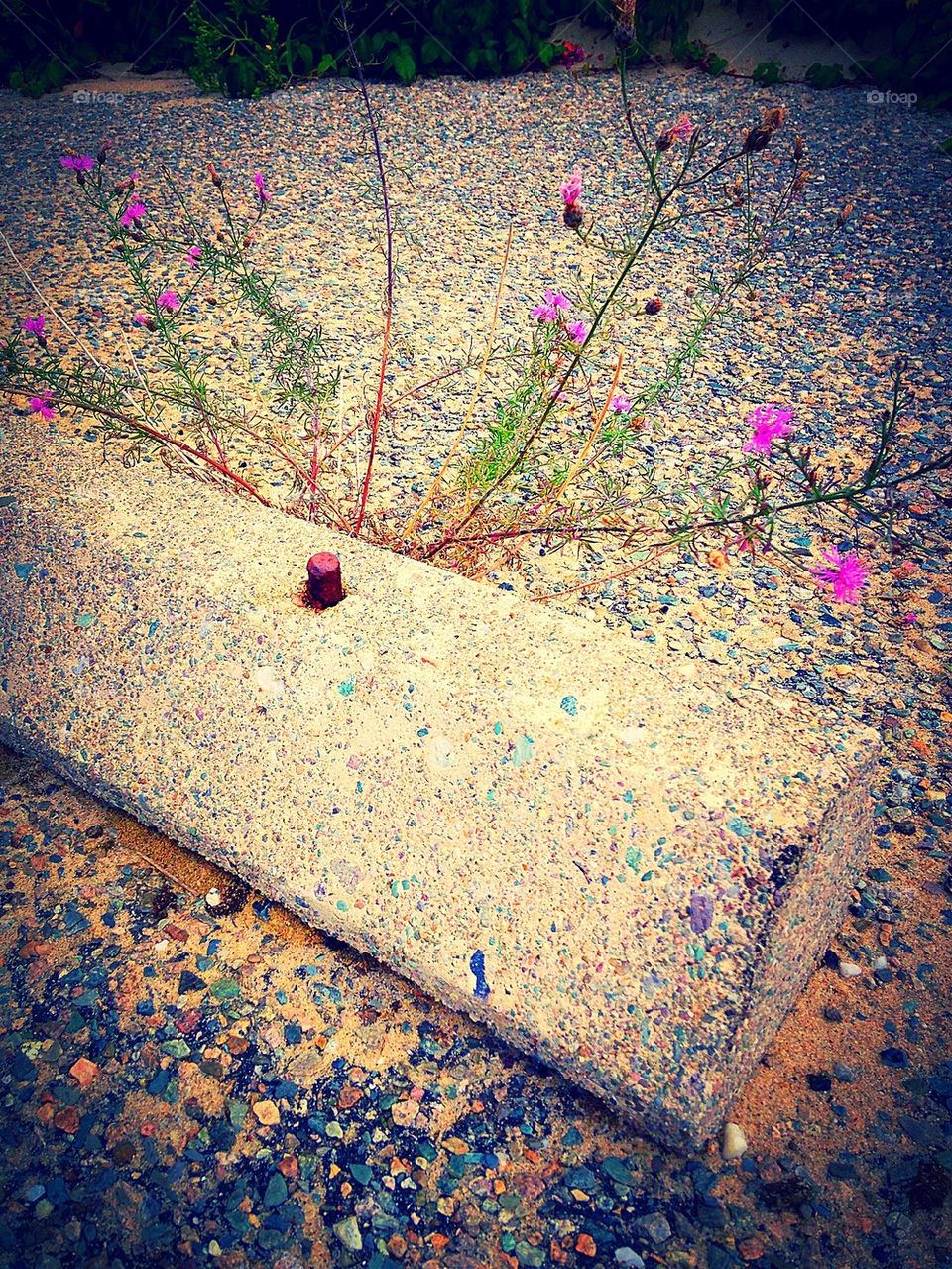 Parking lot garden