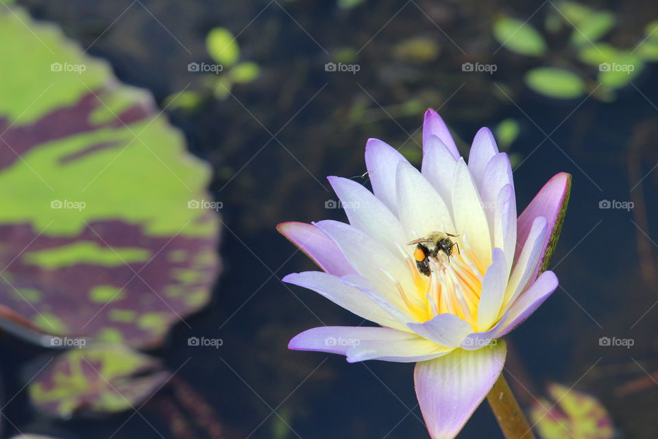 Water Lily Being Pollinated by Bee