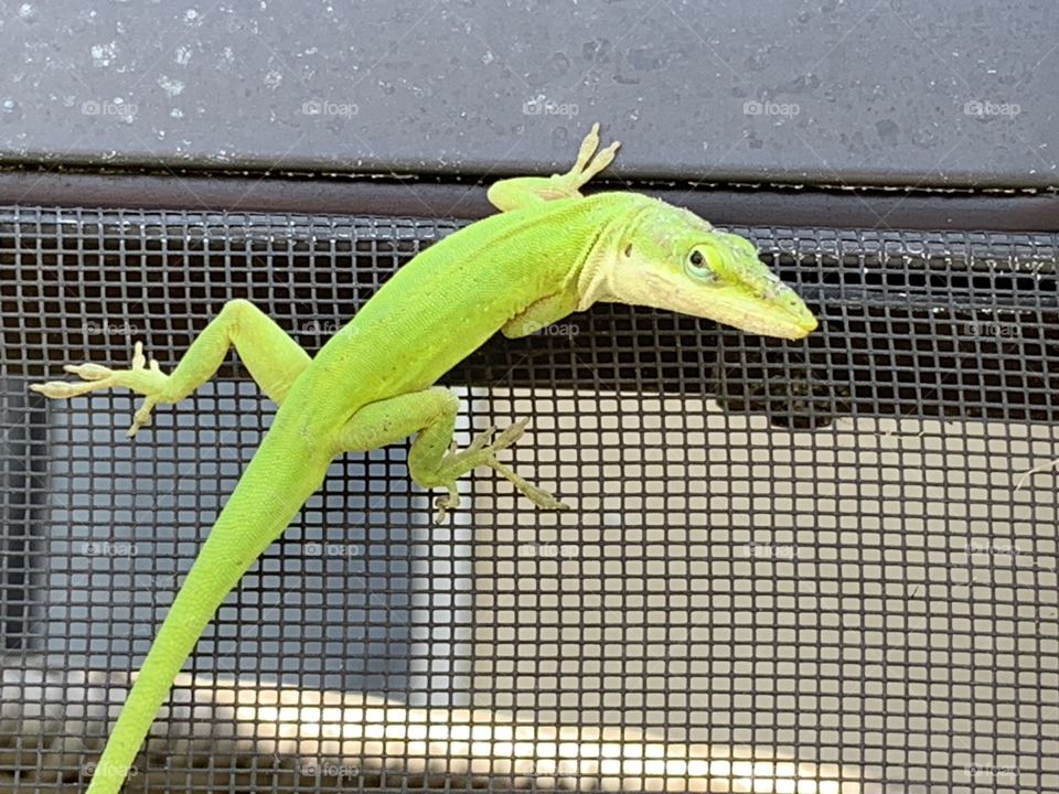 Close up bright green lizard on window screen