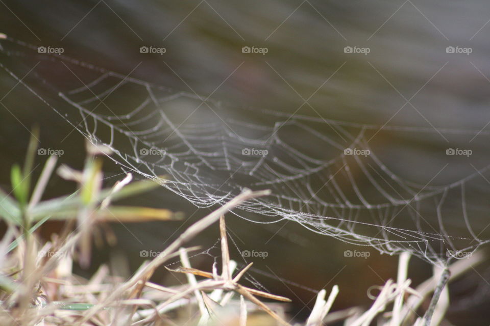 web