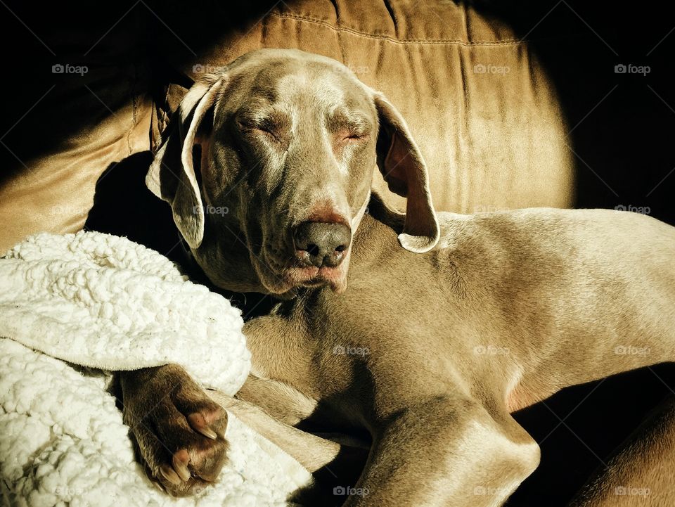 Sleeping pet dog laying on the couch