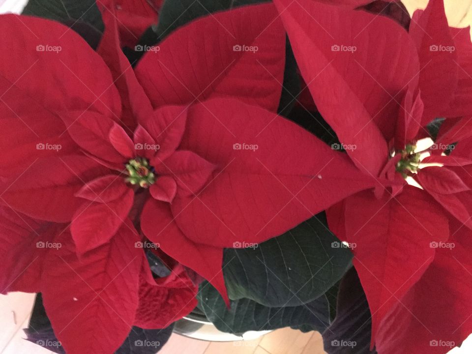 Poinsettia 