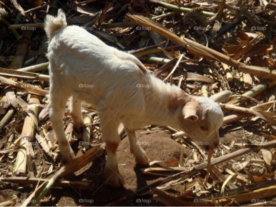 Lamb