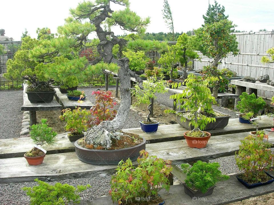 Potted plants in the garden