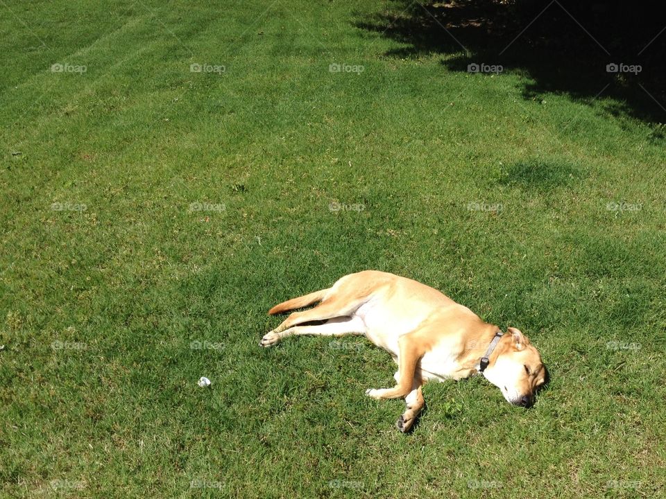 Lazy yellow dog napping in green grass.