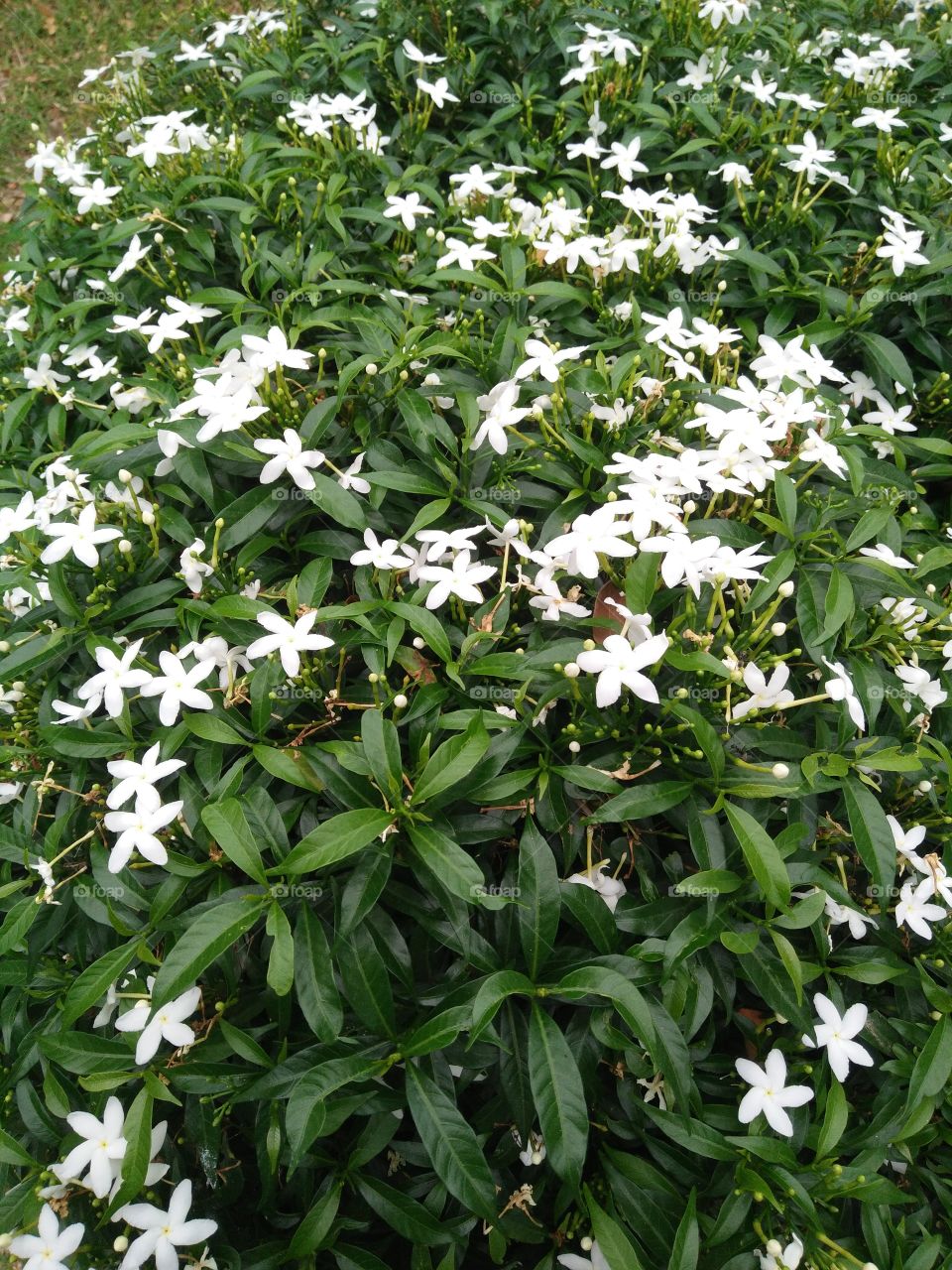 flower white