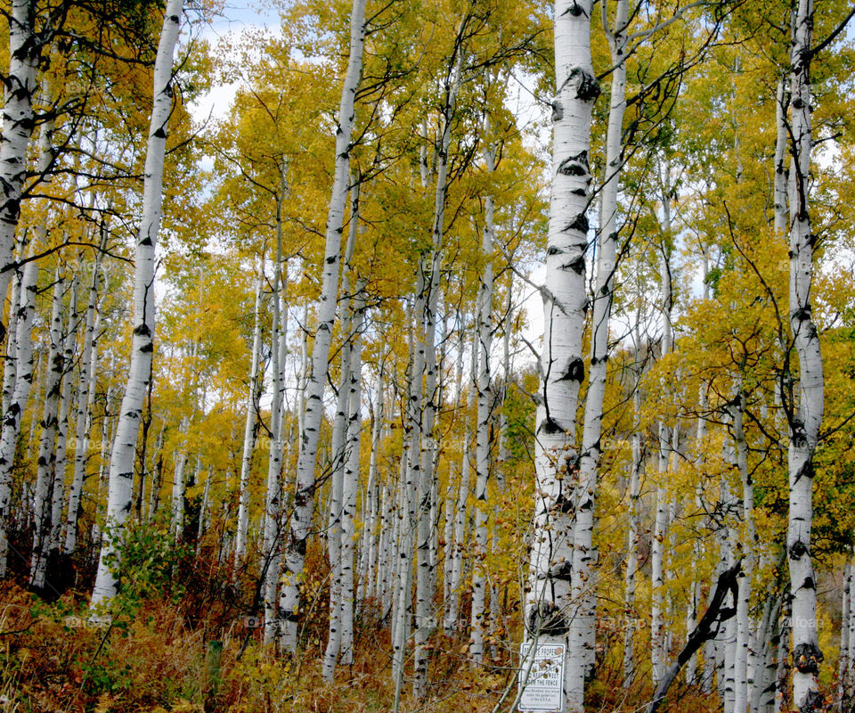 fall aspens