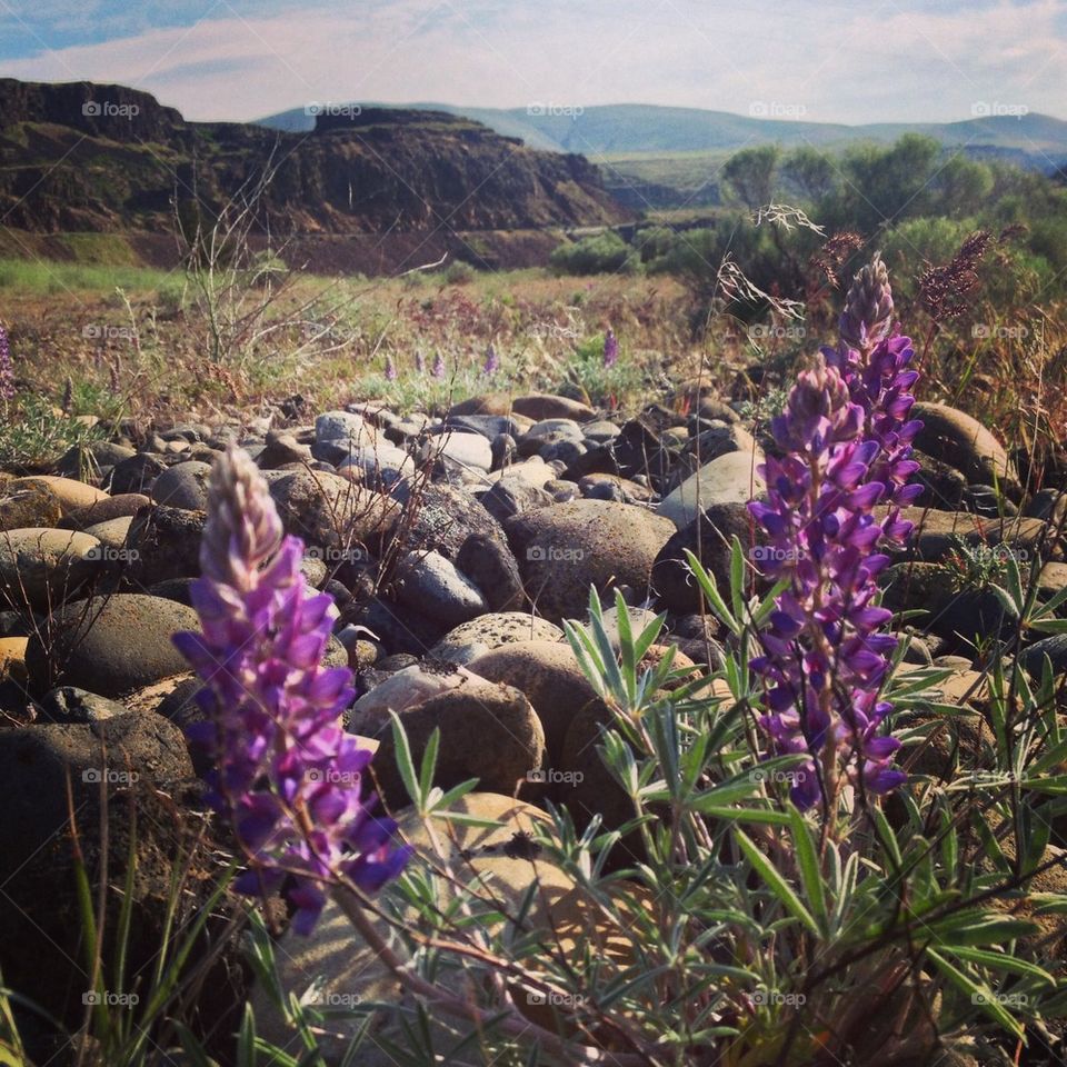 Purple Wild flowers