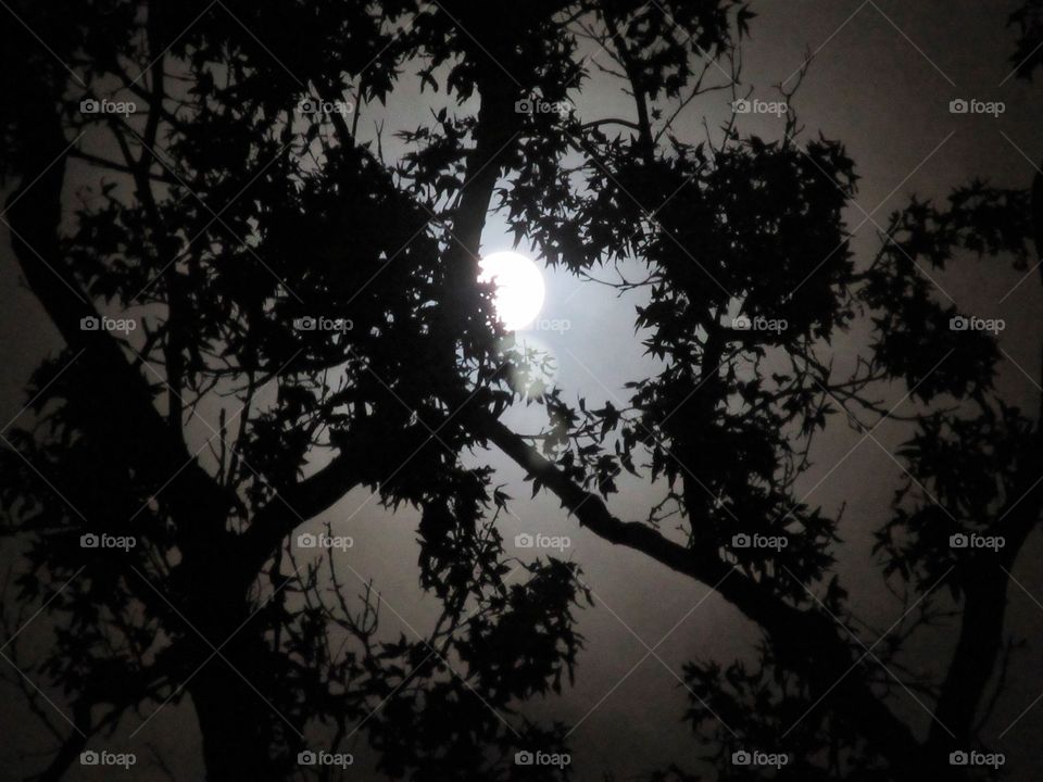 moon in the trees